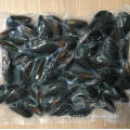 new production local catching frozen mussel meat with half shell